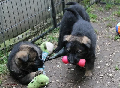 Německý ovčák - štěňátka s PP