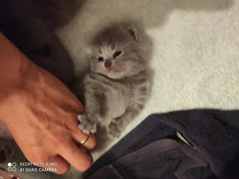 Britská modrá koťátka