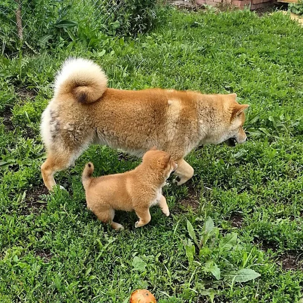Shiba-Inu na prodej