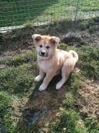 Akita-Inu