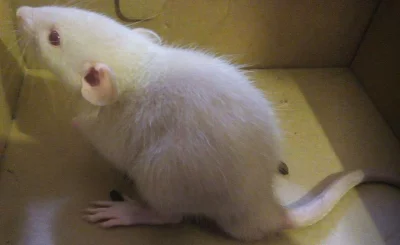 Potkan Dumbo
