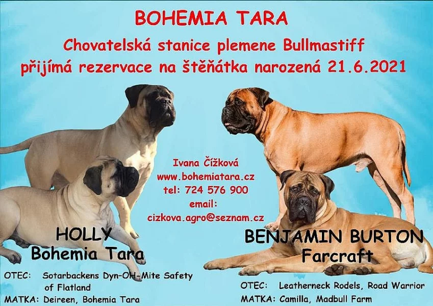 Bullmastiff s PP