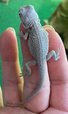 Mláďata agamy vousaté Zero a het Zero