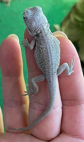 Mláďata agamy vousaté Zero a het Zero