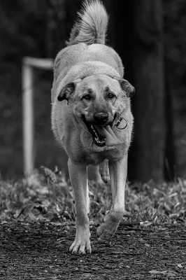 Kangal....štěňátka...k odběru...Kangalský pastevecký pes...