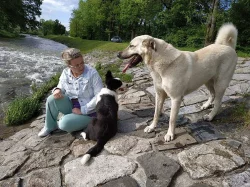Kangal....štěňátka...k odběru...Kangalský pastevecký pes...