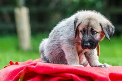 Kangal....štěňátka...k odběru...Kangalský pastevecký pes...