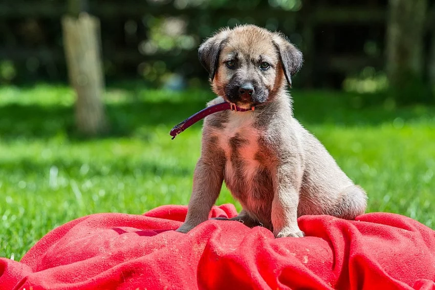 Kangal....štěňátka...k odběru...Kangalský pastevecký pes...