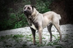 Kangal....štěňátka...k odběru...Kangalský pastevecký pes...