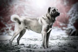 Kangal....štěňátka...k odběru...Kangalský pastevecký pes...