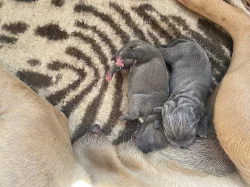 Štěňata Cane Corso