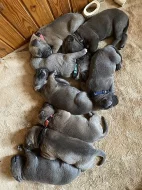Štěňata Cane Corso