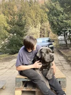 Štěňata Cane Corso