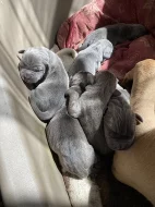 Štěňata Cane Corso