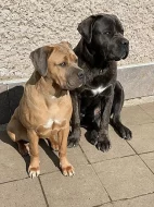 Štěňata Cane Corso