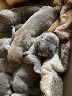 Štěňata Cane Corso