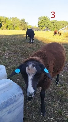 Zwartbles nákup/prodej