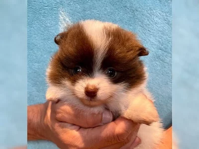 Nádherný Pomeranian / Špicl Štěňata