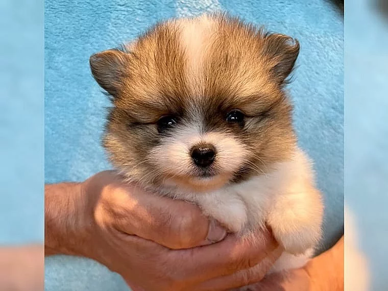 Nádherný Pomeranian / Špicl Štěňata