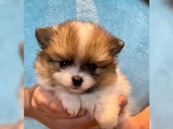 Nádherný Pomeranian / Špicl Štěňata