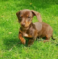 Štěňata jezevčíků