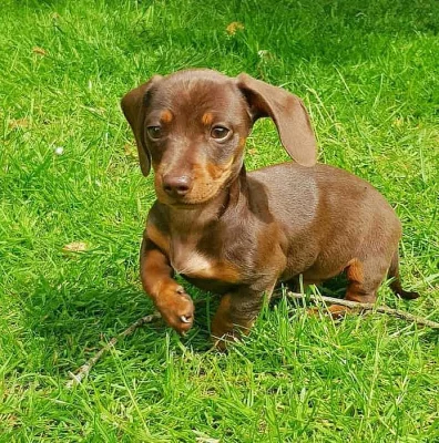 Štěňata jezevčíků