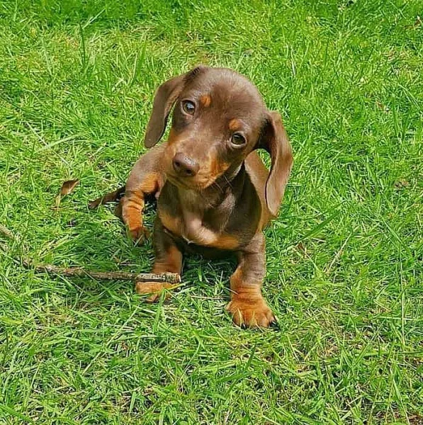 Štěňata jezevčíků