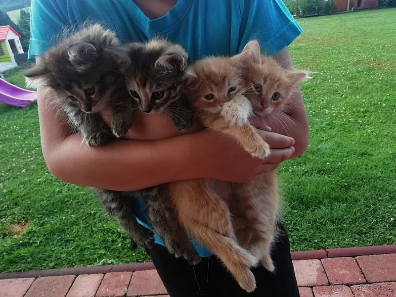 aktualizace: Koťátka zdarma