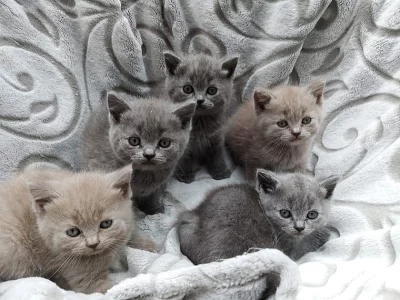 Britská koťata ss PP
