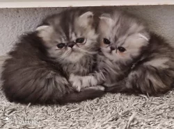 Prodám perská koťátka s PP