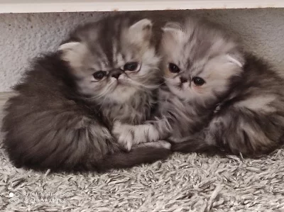 Prodám perská koťátka s PP