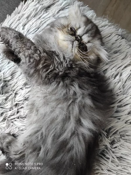 Prodám perská koťátka s PP