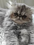 Prodám perská koťátka s PP
