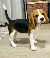 Prodej štěně bígl