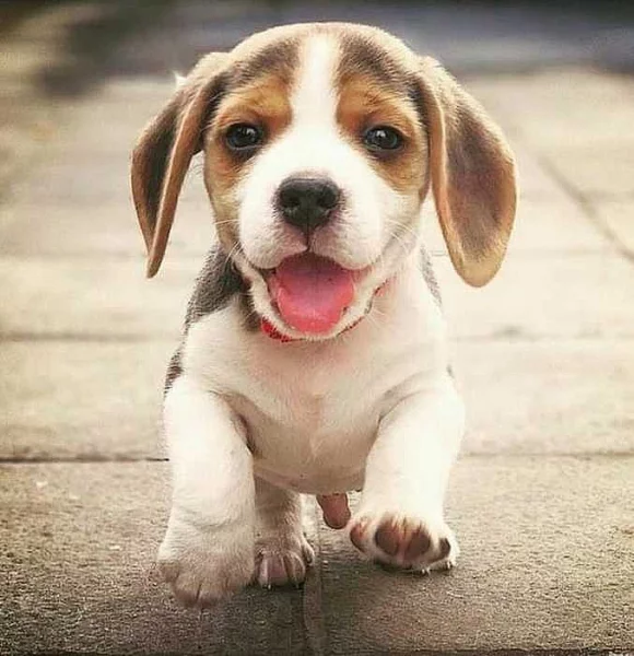 Prodej štěně bígl