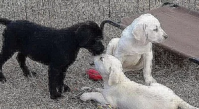 Labradorský retrívr