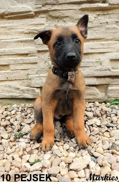 Belgický ovčák malinois - štěňátka s PP