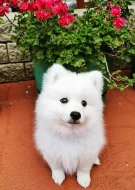 Štěňata  japonský špic