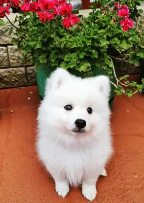 Štěňata  japonský špic