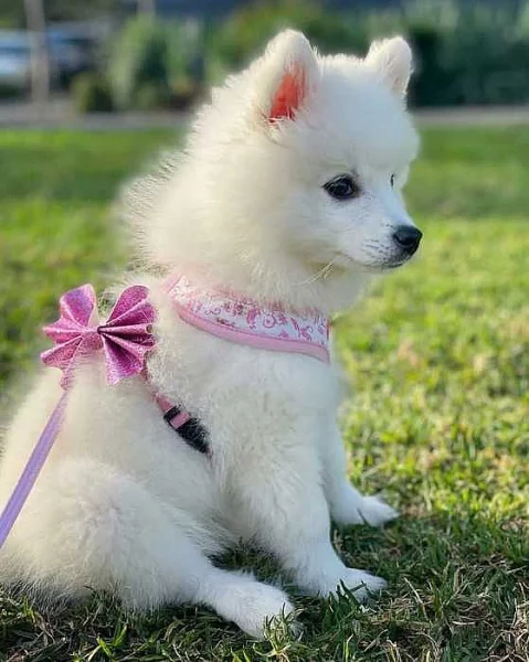 Štěňata  japonský špic