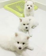 Štěňata  japonský špic