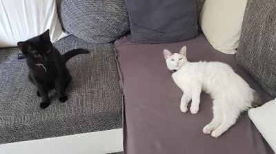 Daruji do dobrých rukou dvě skoro roční kočičí ségry