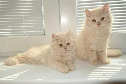 Krémová dlouhosrstá britská koťata s PP