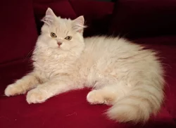 Krémová dlouhosrstá britská koťata s PP