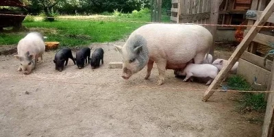 Gottingenská mini prasátka
