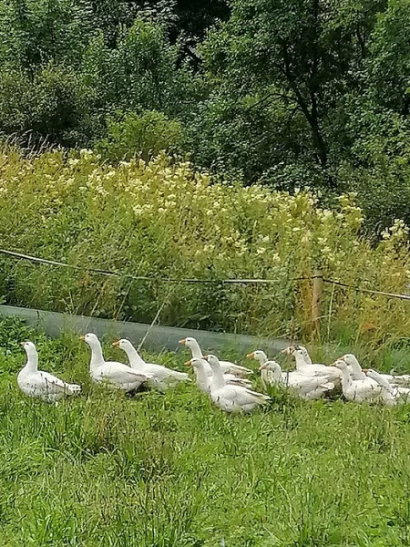 Letošní Husy 5 kusů