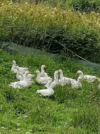Letošní Husy 5 kusů