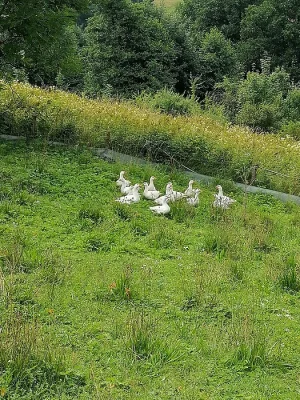 Letošní Husy 5 kusů