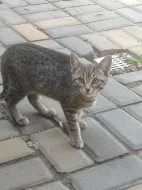 Daruji 2 koťata - kočičky
