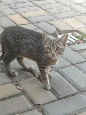 Daruji 2 koťata - kočičky